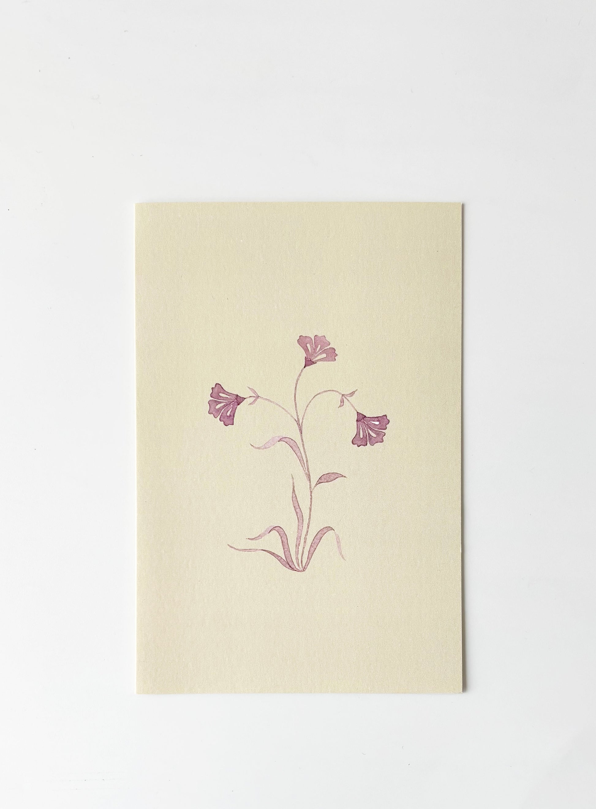 Aster Greeting Cards (Set of 4)